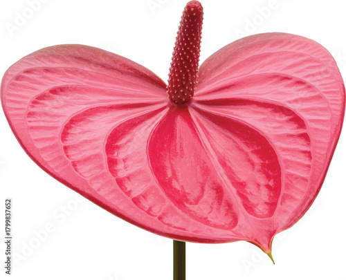 Pink onion flower isolated on white background