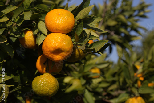 Close-up of ripe tangerines...