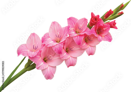 Pink lily flower isolated on white background