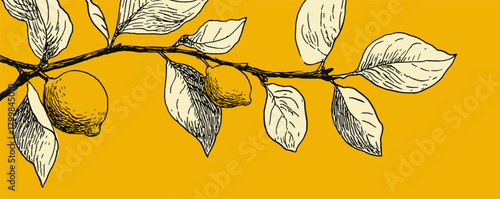 A drawing of a branch with a lemon and a lime on it. The branch is yellow and the fruit is drawn in black