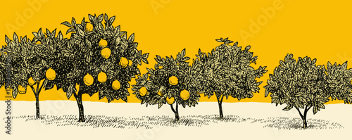 A drawing of three orange trees with many oranges on them. The trees are in a field and the oranges are ripe