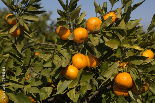 Close-up of ripe tangerines...