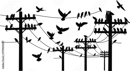 Birds perched on utility poles silhouette vector, owl among flock illustration, flying and resting artwork, electricity infrastructure concept, urban wildlife interaction scene
