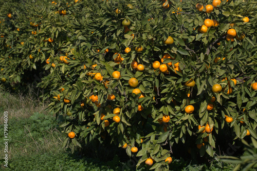 Close-up of ripe tangerines...