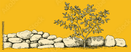 A tree is growing between a wall of rocks. The tree is small and has a few leaves. The rocks are large and are scattered around the tree