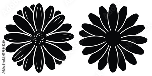 cape daisy silhouette flowers isolated on transparent background