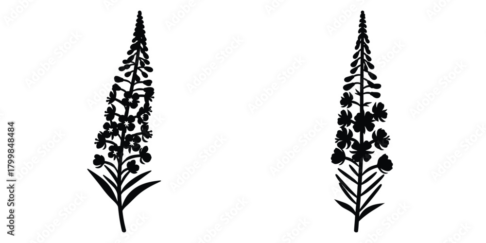 Ταπετσαρία fireweed blossom silhouette flowers isolated on transparent background