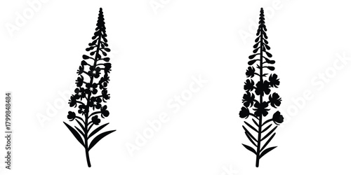 fireweed blossom silhouette flowers isolated on transparent background
