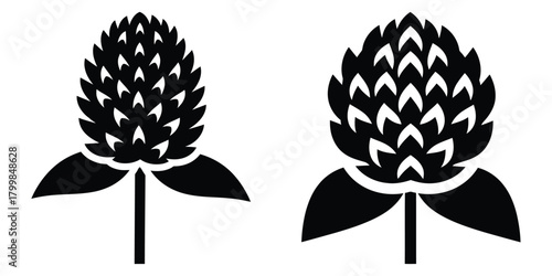 globe amaranth silhouette flowers isolated on transparent background
