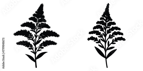 goldenrod bloom silhouette flowers isolated on transparent background