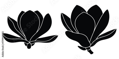 magnolia blossom silhouette flowers isolated on transparent background