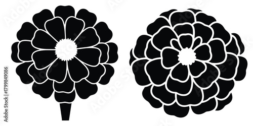 marigold bloom silhouette flowers isolated on transparent background