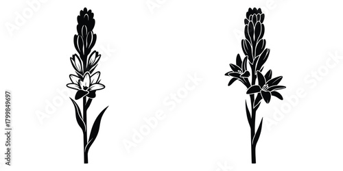 Photos tuberose silhouette flowers isolated on transparent background