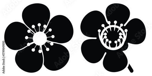 wax blossom silhouette flowers isolated on transparent background