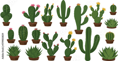 Cactus, succulent, potted plant, desert flora, houseplant, green, nature, botanical, flower, garden, indoor, tropical, exotic, spines, rosette, blooming, 