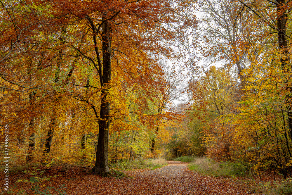 Fototapeta premium Autumn in the forest