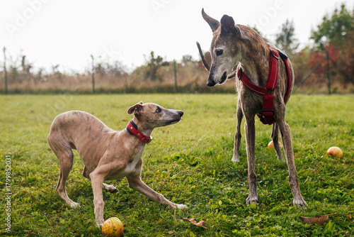 Quadro su tela Playful whippet puppy and old Spanish galgo dog in outdoor park