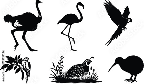 Bird silhouettes, ostrich, flamingo, parrot, woodpecker, quail, kiwi, wildlife vector, nature clipart, black birds, tropical, perched, flying, s