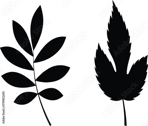 Leaf silhouettes, pinnate leaf, lobed leaf, black, vector, isolated, nature, botanical, foliage, plant, minimal, contrast, white background, jagged edge, compound leaf, design,