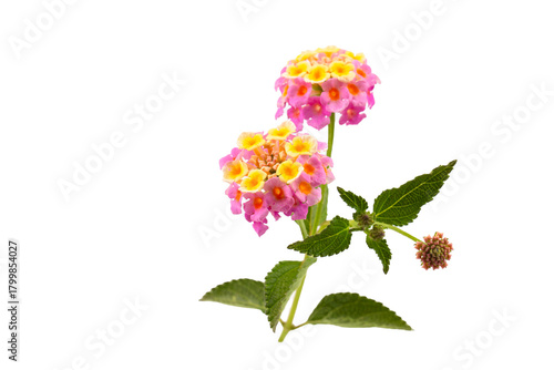 Foto Lantana Camara Flower on a white background