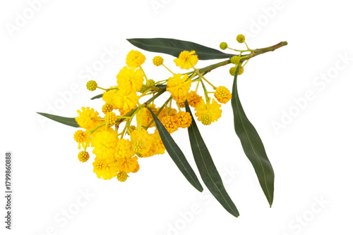 Acacia detabata o retinodes...