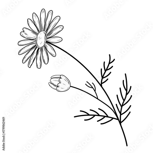 Elegant black and white vector illustration of a hand-drawn chamomile flower on a stem with a bud and wispy leaves, perfect for prints or branding.