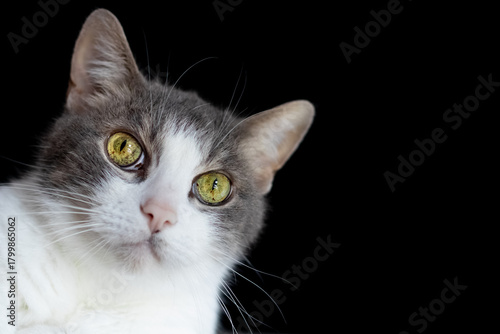 Close-up portrait of a gray and white cat looking into the camera, isolated on black background
