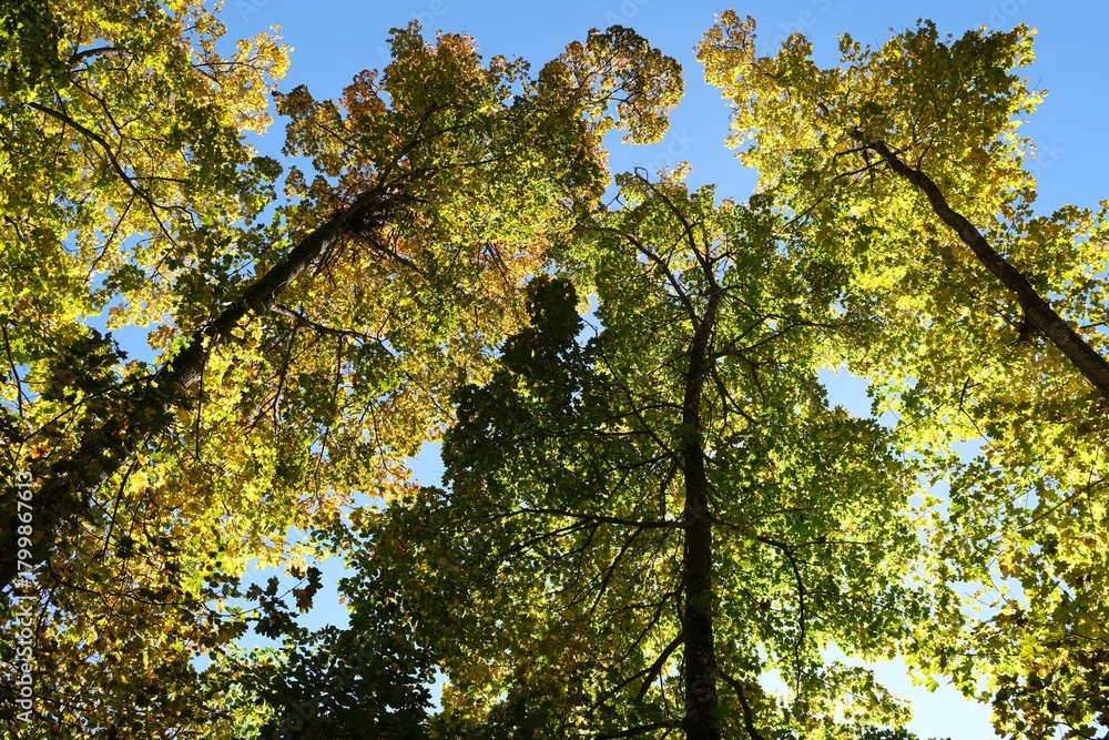 Fototapeta premium Colorful autumn trees on blue sky background