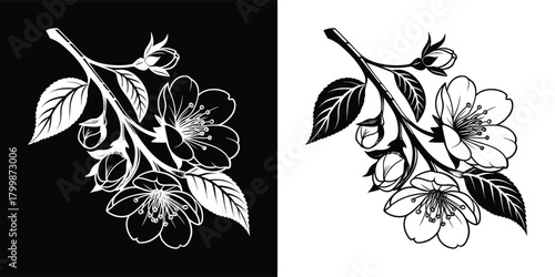 A delicate black and white illustration of a flowering branch with detailed petals and leaves, presented on both black and white backgrounds