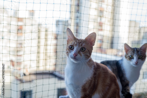 Two lovely cats - one ginger and the other half-tabby - resting on a balcony with a protective net
