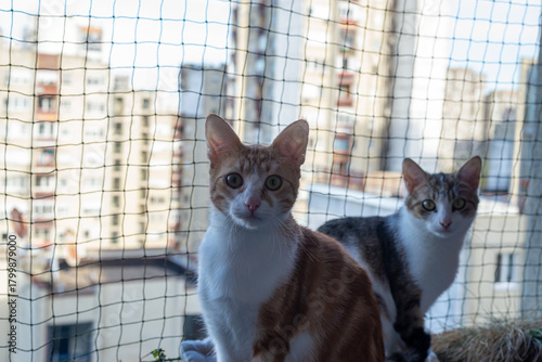 Two lovely cats - one ginger and the other half-tabby - resting on a balcony with a protective net