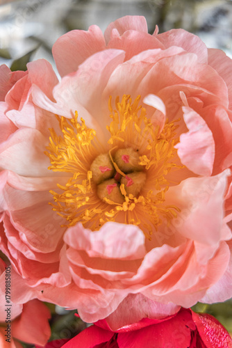 Coral charm peony blooms