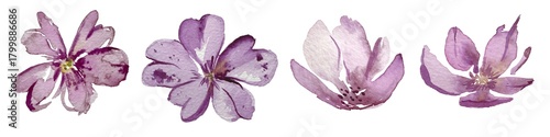 Magnolia, cherry, spring, watercolor painting