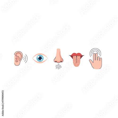 vector illustration of the senses in the human body