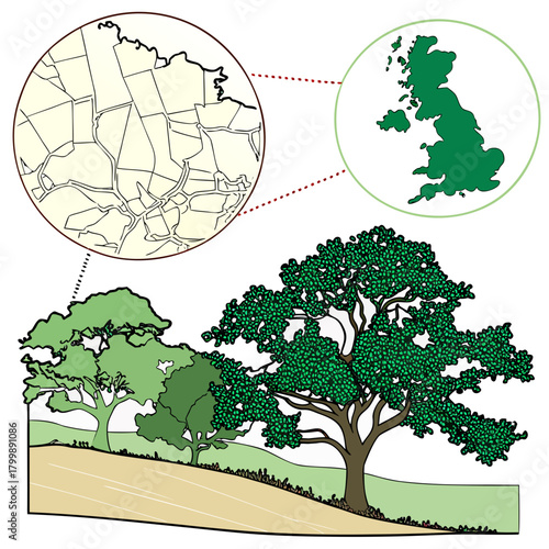 Illustration of a landscape with trees and zoomed in views of great britain and a rural map