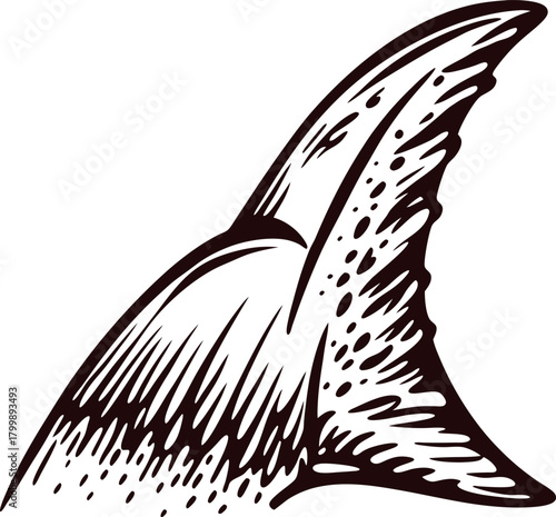 Hand drawn shark fin isolated vintage sketch illustration with bold lines