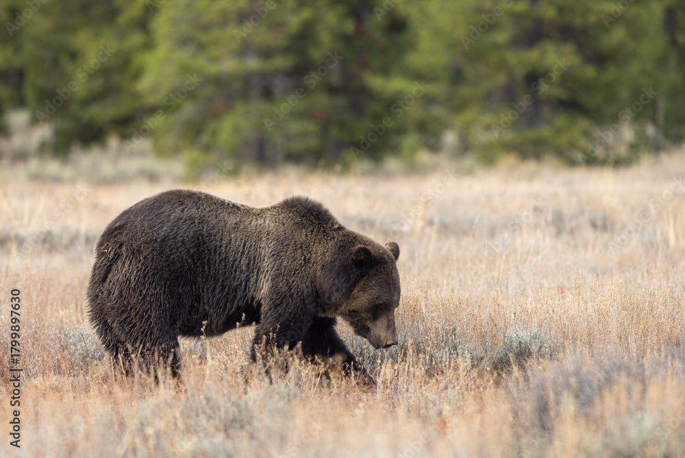 Fototapeta premium Grizzly Bear in Autumn in Grand Teton National Park Wyoming