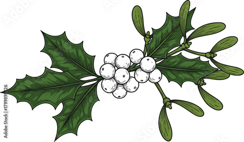 Holly and mistletoe botanical illustration, traditional Christmas plants, festive greenery vector, seasonal decoration elements for holiday design, cards, and merchandise