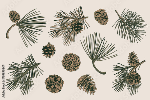 Pine Branch and Cone Set in Engraved Style. Vector Illustration for Christmas or Autumn Designs