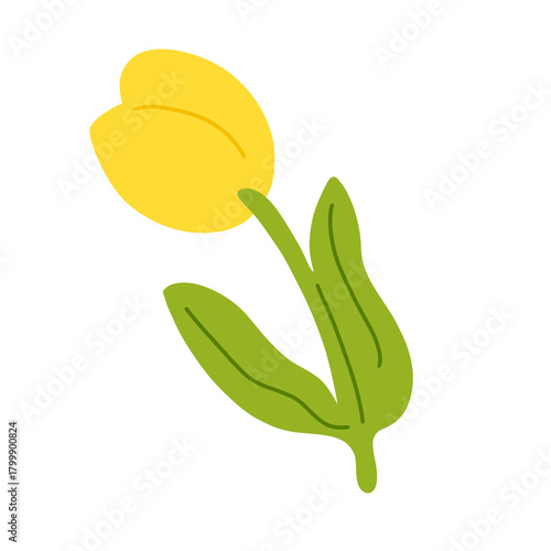 yellow tulip isolated on white