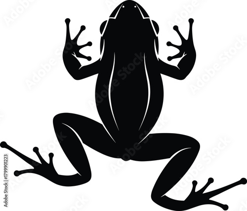 Frog silhouette, top view vector, amphibian shape, black clipart, webbed feet, biology icon, nature illustration, animal graphic, stock design element