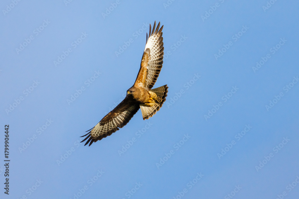 Fototapeta premium Bussard