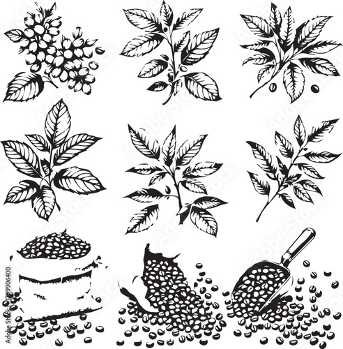 Black line illustrations of coffee plant leaves, cherries, beans, sacks, and scoop in botanical grid