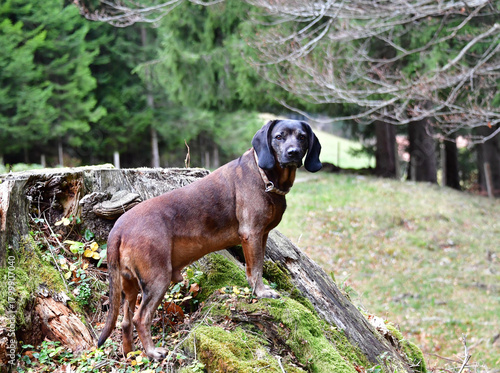 Bayerischer Gebirgsschweisshund