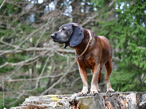 Bayerischer Gebirgsschweisshund