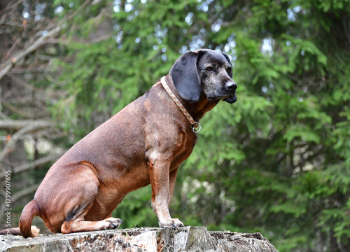 Bayerischer Gebirgsschweisshund