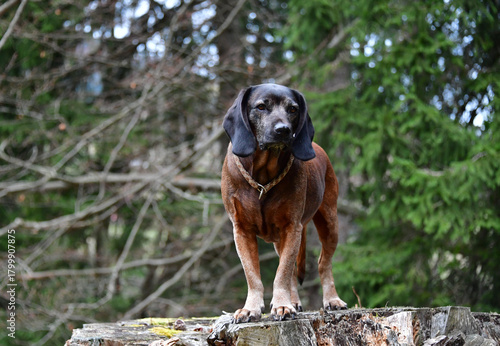 Bayerischer Gebirgsschweisshund