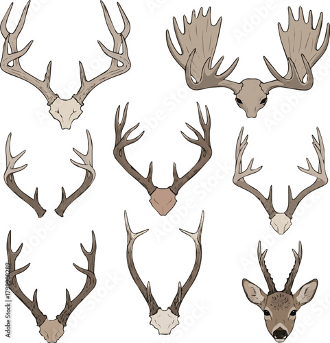 create different kinds of deer antlers vector art with white background