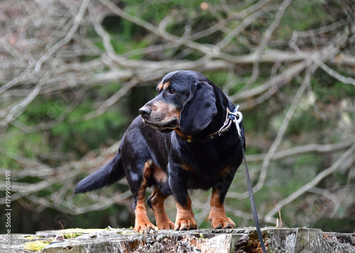 Alpenländische Dachsbracke