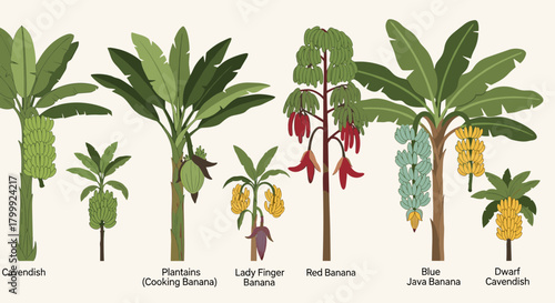 Illustrative Guide to Banana Varieties A Diverse Showcase of Cultivars, from Cavendish to Blue Java